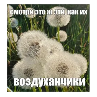 🫥 СМОТРИ ЭТО Ж ЭТИ, КАК ИХ ВОЗДУХАНЧИКИ telegram sticker