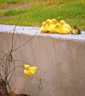 🌟 patitos, animales lindos, pájaros, amarillo, crías de animales telegram sticker