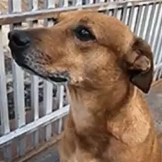 😌 perro, animal, mascota, animal doméstico, mamífero telegram sticker