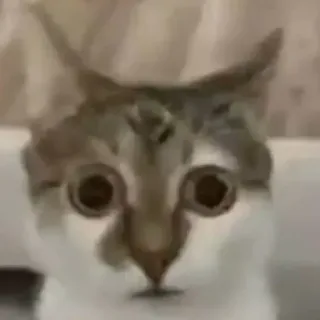 👀 cat, animal, pet, feline whatsapp sticker