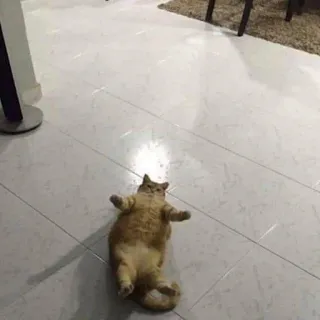 💀 고양이, 누워있는, 동물, 애완동물, 집고양이, 주황색 고양이, 바닥 telegram sticker