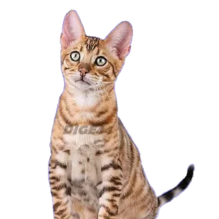 🤔 chat, animal de compagnie, animal, animal domestique, félin, mammifère, chat domestique whatsapp sticker
