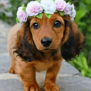 🏙 hund, welpe, blumenkranz, süß, dackel, tier whatsapp sticker