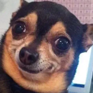 🐶 cachorro, chihuahua, meme, engraçado, animal de estimação, animal, fofo telegram sticker