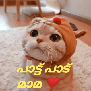 😂 പാട്ട് പാട് മാമ kat, schattig, dier, Malayalam, huisdier telegram sticker