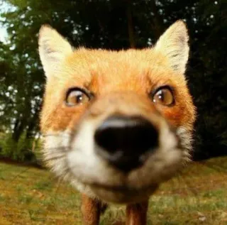 🦊 fox, animal, wildlife, nature, mammal telegram sticker