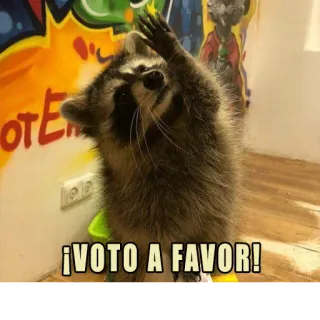 ✋ ¡VOTO A FAVOR! rakun, memilih, positif, persetujuan, hewan, humor whatsapp sticker