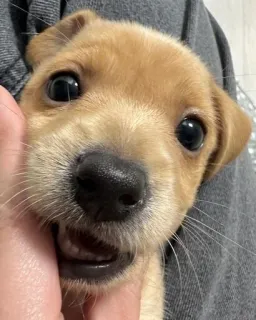 ☺️ puppy, dog, animal, pet, cute, portrait telegram sticker