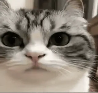 🙂 猫, 動物, ペット, かわいい, 飼い猫, ネコ科 telegram sticker