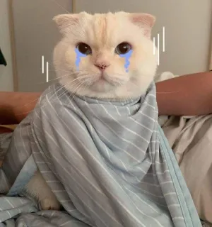 🤍 gatto, triste, pianto, carino, animale telegram sticker