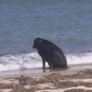 😒 cane, spiaggia, triste, oceano, mare, animale telegram sticker
