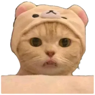 😸 cat, animal, cute, pet, kitten, hood, bear telegram sticker