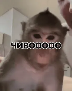 🌟 ЧИВООООО ลิง, สัตว์, รัสเซีย, มีม whatsapp sticker