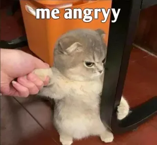 😒 me angryy 고양이, 화난, 새끼 고양이, 밈, 애완 동물, 웃긴, 귀여운, 심술궂은 telegram sticker