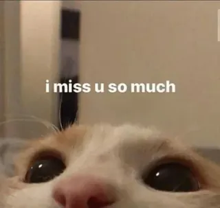 🗿 i miss u so much แมว, คิดถึง, สัตว์, สัตว์เลี้ยง, น่ารัก, รัก, เศร้า telegram sticker