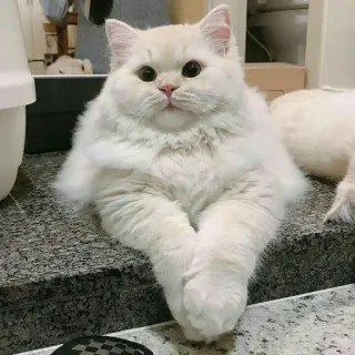 😮 cat, white cat, fluffy cat, pet, animal, domestic cat, feline telegram sticker