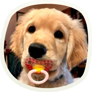 😳 собака, щенок, золотистый ретривер, соска, ребенок, милый telegram sticker