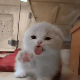 🥺 gato, gatito, lindo, mascota, animal, lengua, adorable whatsapp sticker