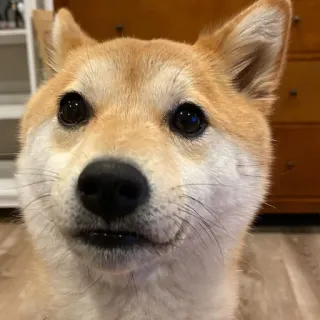 😶 dog, shiba inu, cute, animal, domestic telegram sticker