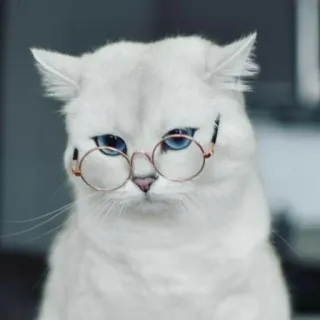 🐾 chat, lunettes, chat blanc, mignon, animal, animal de compagnie whatsapp sticker