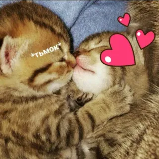 😘 *ТЬМОК* кошки, котята, милые, поцелуй, любовь, сердечки, нежные, животные telegram sticker