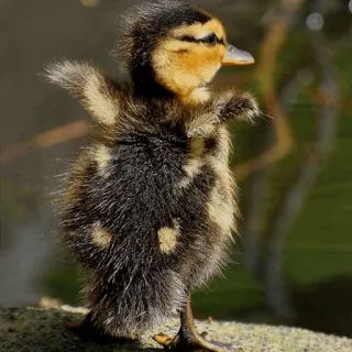 🐥 pássaro, animal, filhote de pato, fofo, vida selvagem telegram sticker