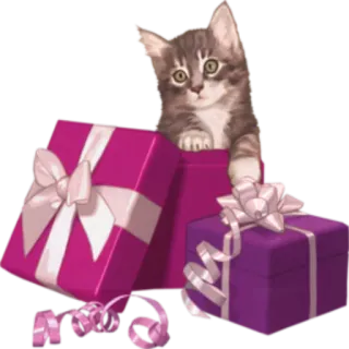 🎁 anak kucing, kucing, hadiah, kado, liburan, lucu, hewan telegram sticker