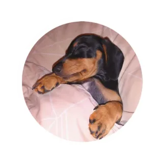 😴 dog, puppy, dachshund, sleep, cute whatsapp sticker