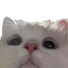 🐱