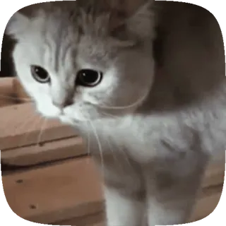 🤬 kat, dier, schattig, huisdier, kitten telegram sticker