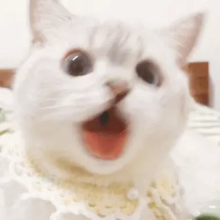 🌧 gatto, gatto bianco, carino, animale, animale domestico telegram sticker