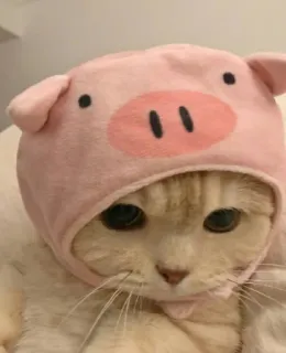 😻 gato, porco, animal, fantasia, animal de estimação, fofo, gatinho, chapéu telegram sticker