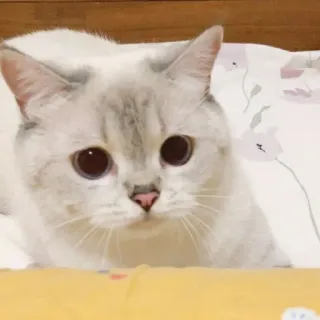 🐱 cat, cute, animal, pet, domestic cat, kitten whatsapp sticker