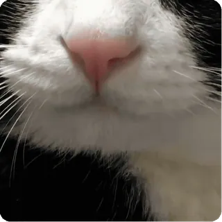 🐱 gato, nariz, rosa, animal, mascota, primer plano, gato doméstico telegram sticker