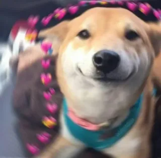 🙂 doge, shiba inu, hond, dier, huisdier, hartjes, schattig telegram sticker