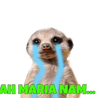 😞 AH MARIA NAM... suricate, chorando, triste, meme, animal telegram sticker