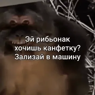 🍫 Эй рибьонак
хочишь канфетку?
Зализай в машину monkey, animal, text, russian whatsapp sticker