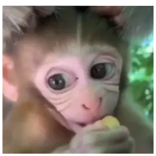 😑 aap, dier, schattig, primaat, wildlife whatsapp sticker