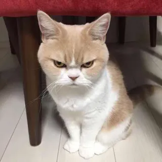 😾 кот, сердитый, злой, милый, животное, питомец telegram sticker