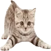 ☆ @emoji1 ★ telegram emojis 😊
