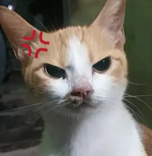 😠 แมว, โกรธ, สัตว์, สัตว์เลี้ยง, สัตว์ตระกูลแมว telegram sticker