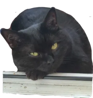 ❤️ kucing, kucing hitam, hewan, hewan peliharaan, hewan peliharaan, mamalia whatsapp sticker