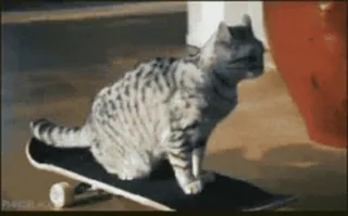 🛹 kat, skateboard, dier, skateboarden, grappig, huisdier, kitten telegram sticker