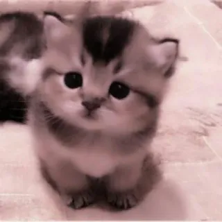 🗯 chaton, chat, mignon, animal, animal de compagnie telegram sticker
