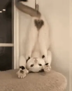 🐨 кот, животное, питомец, котенок, милый, смешной, домашняя кошка, млекопитающее whatsapp sticker