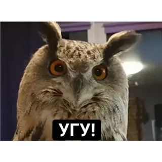🆗 УГУ! owl, bird, meme, cute, animal telegram sticker