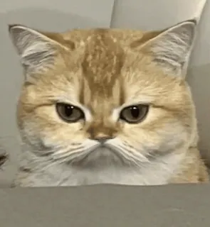 🤍 gato, enojado, gruñón, mascota, animal, felino whatsapp sticker