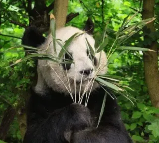 🤐 Panda, Animal, Natureza, Bambu, Vida selvagem, Fofo, Urso telegram sticker