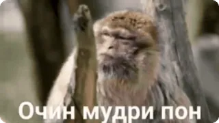 🌟 Очин мудри пон scimmia, saggezza, divertente, meme, animale whatsapp sticker