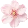 🌸